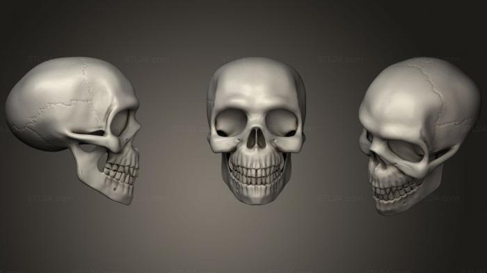 Анатомия скелеты и черепа (CRANEO BAJA, ANTM_0363) 3D модель для ЧПУ станка